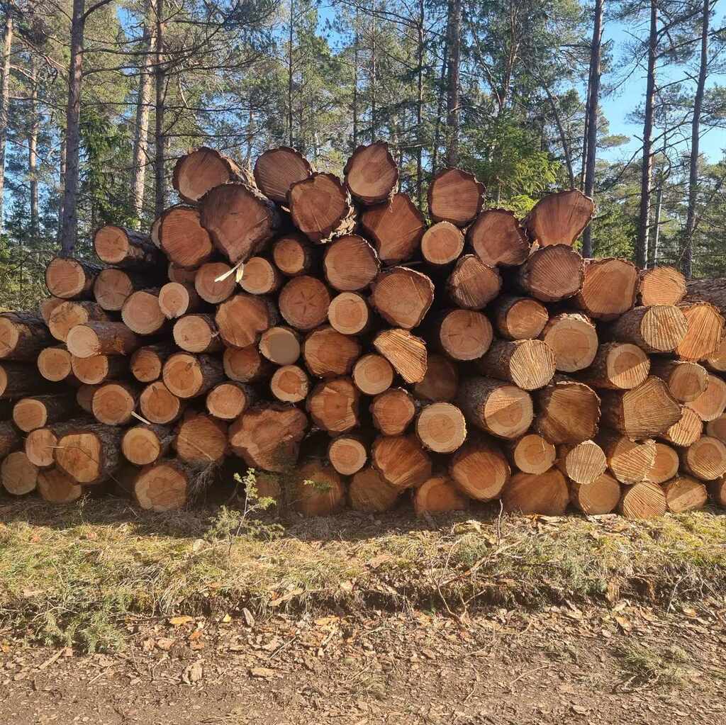 Avverkningshög på Gotland